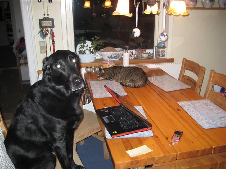 Blanding af racer Rollo R.I.P. billede 7