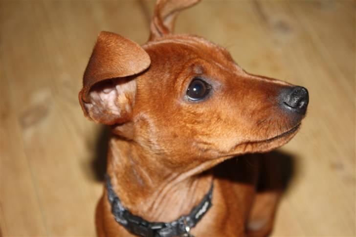 Dvaergpinscher Bufas billede 7