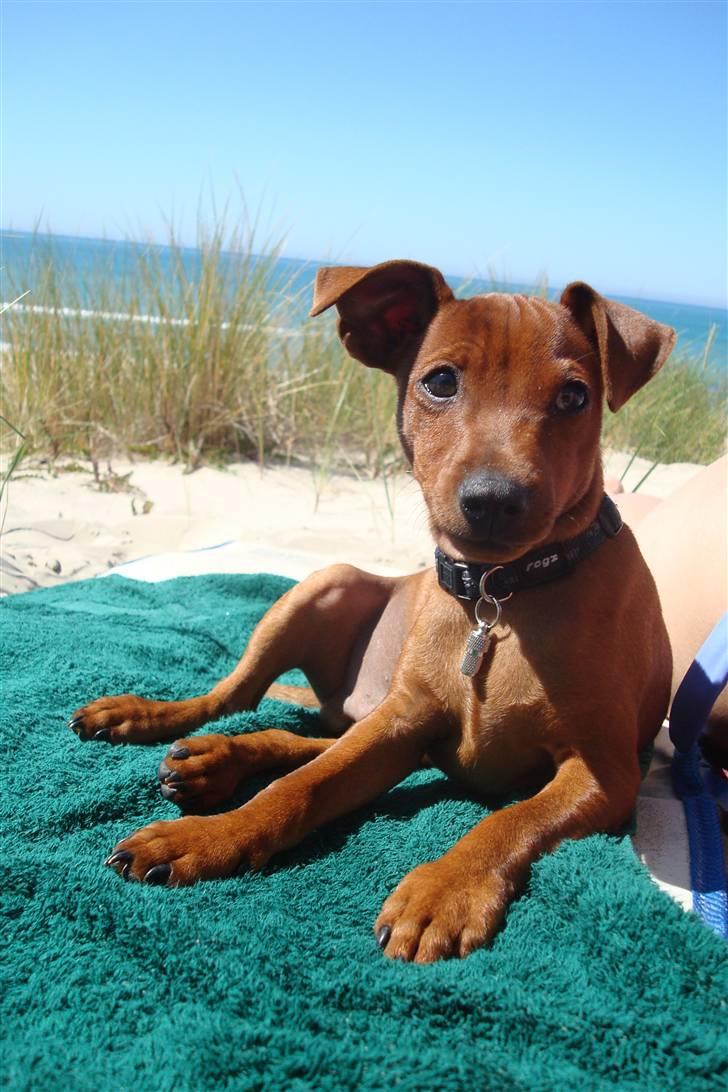 Dvaergpinscher Bufas billede 8