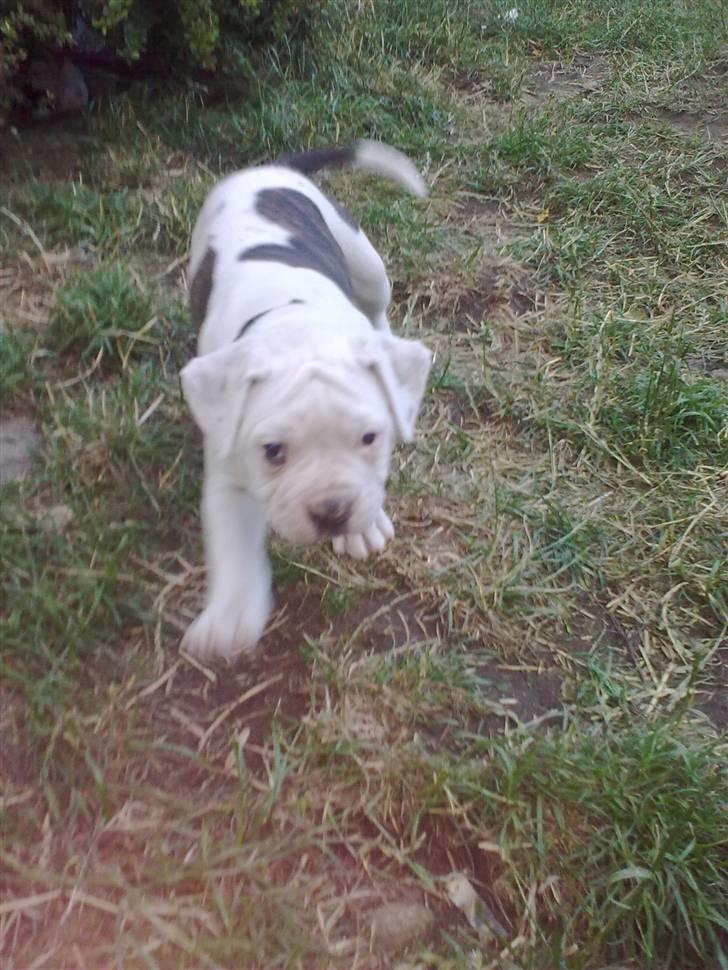 Amerikansk bulldog Margrethelunds Peewee billede 1