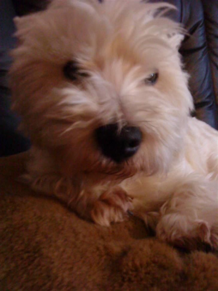 West highland white terrier Mickey billede 10