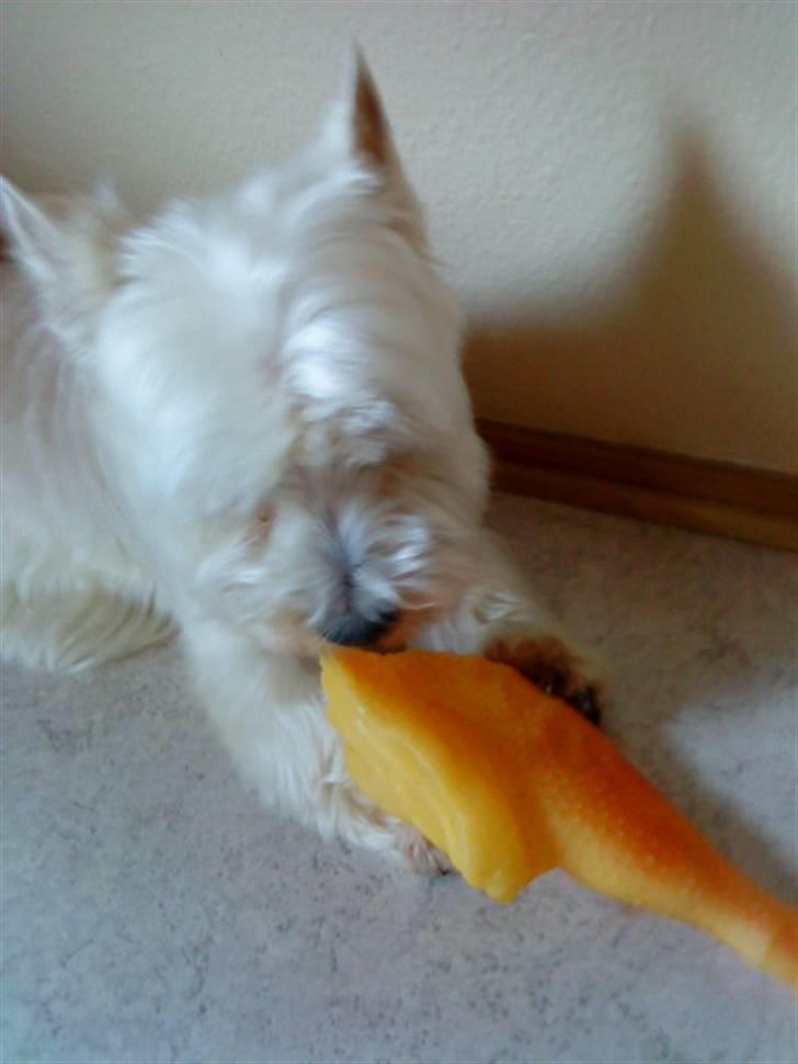 West highland white terrier Mickey - Mickey med sit elskede kyllingelår:) billede 11