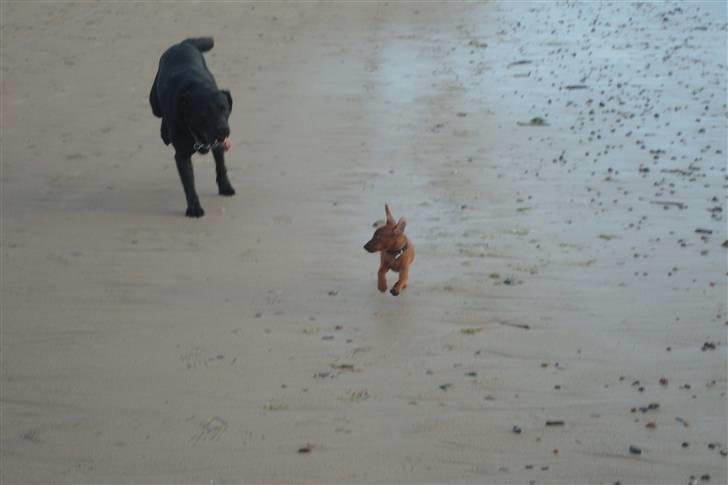 Dvaergpinscher Bufas billede 10