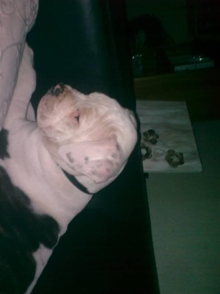 Amerikansk bulldog Margrethelunds Peewee billede 2