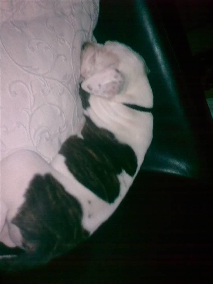 Amerikansk bulldog Margrethelunds Peewee billede 3