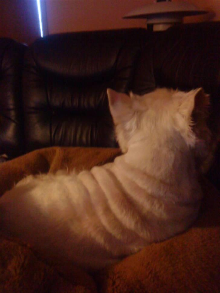 West highland white terrier Mickey - Hva Mickey er der ikke en der fået lidt for mange godbidder? :) billede 12