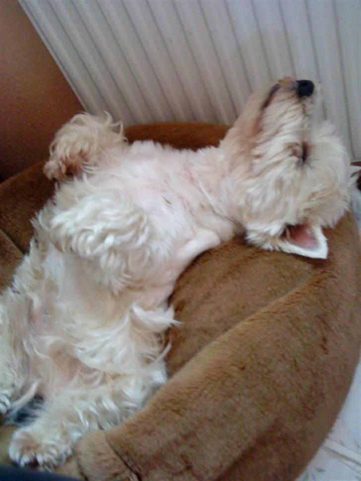 West highland white terrier Mickey - Mickey må siges og være en god livsnyder:) billede 13