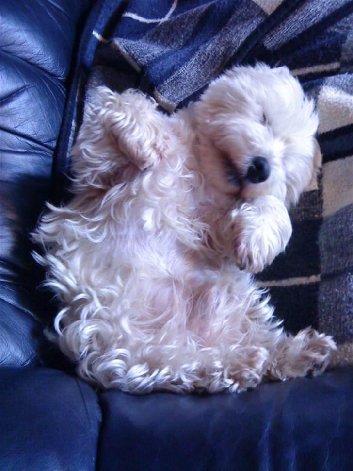 West highland white terrier Mickey - Så kan man da ikke være mere krøllet sammen:) billede 14