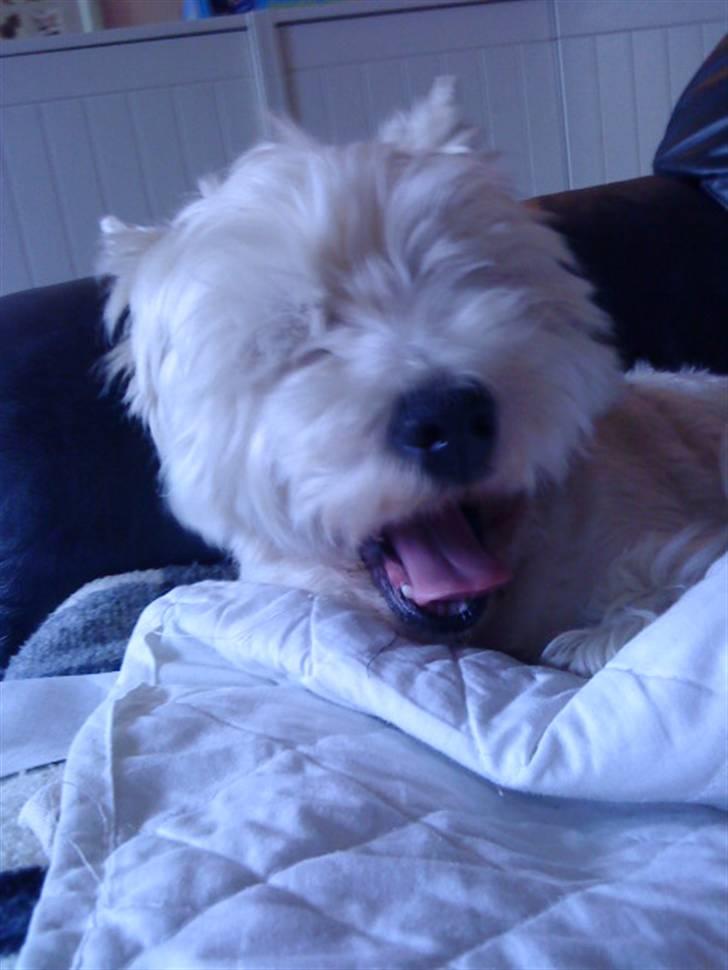 West highland white terrier Mickey - Der er nok en der har fået sovet:) billede 15