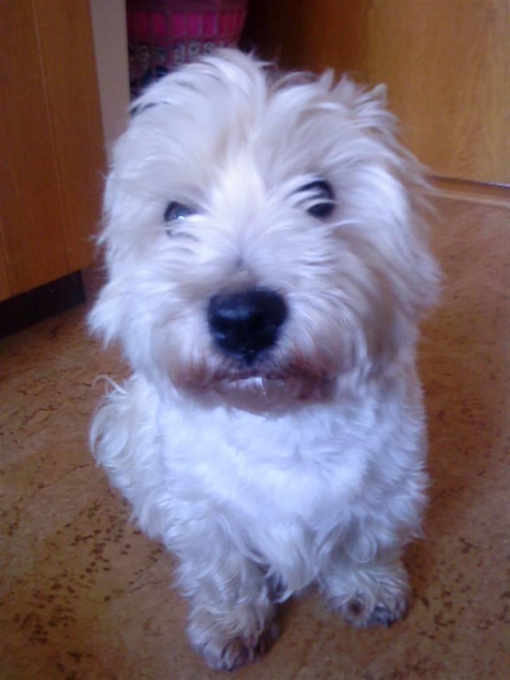 West highland white terrier Mickey - Hva Mickey har man gjort noget forbudt? :) billede 16