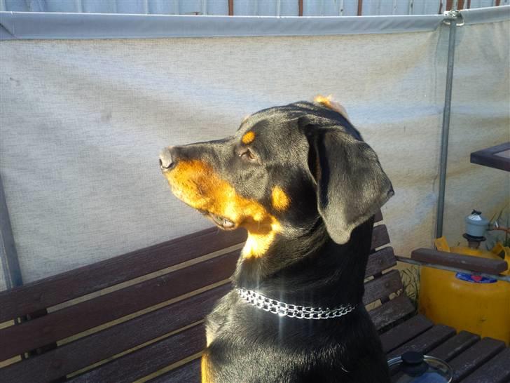 Blanding af racer zim sam billede 1