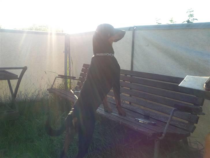 Blanding af racer zim sam billede 2