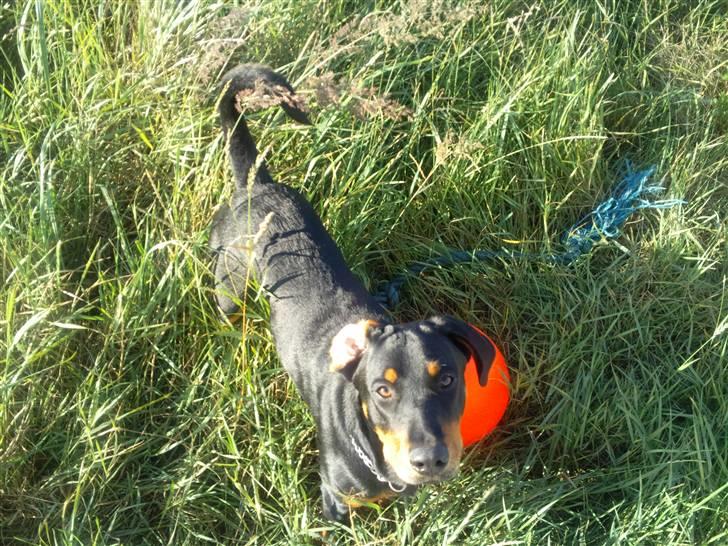 Blanding af racer zim sam billede 3