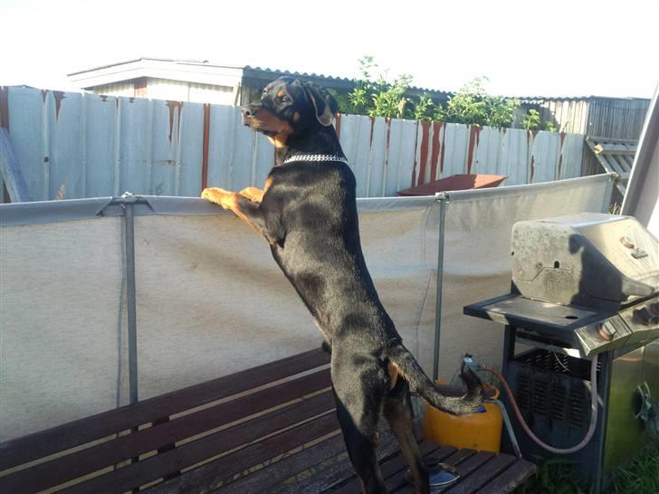 Blanding af racer zim sam billede 4