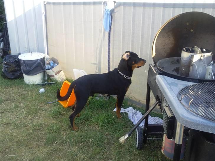 Blanding af racer zim sam billede 5