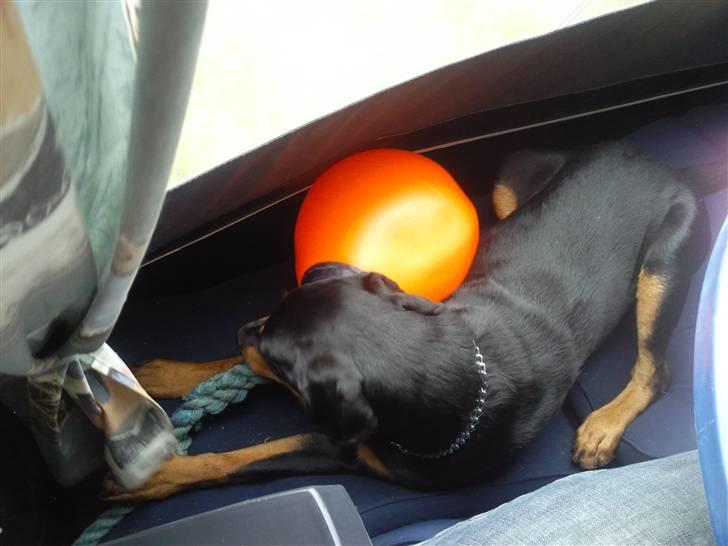 Blanding af racer zim sam billede 6