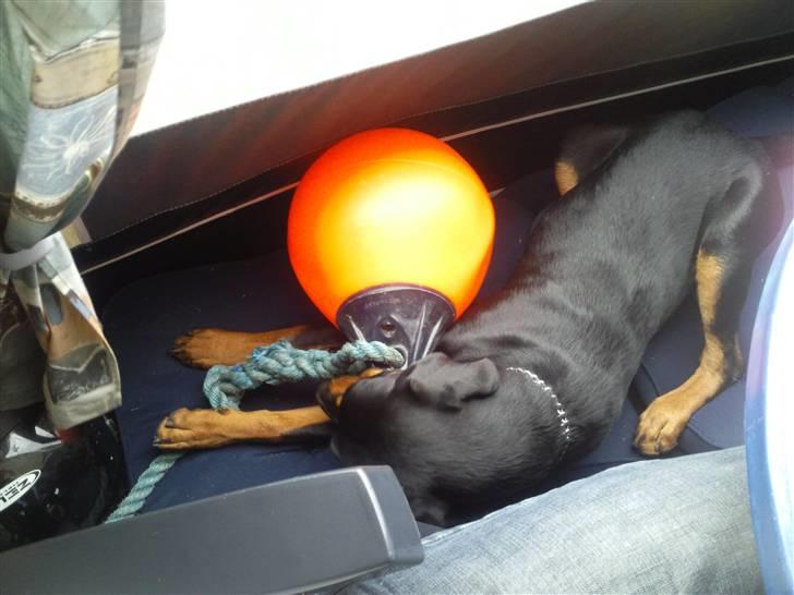 Blanding af racer zim sam billede 7