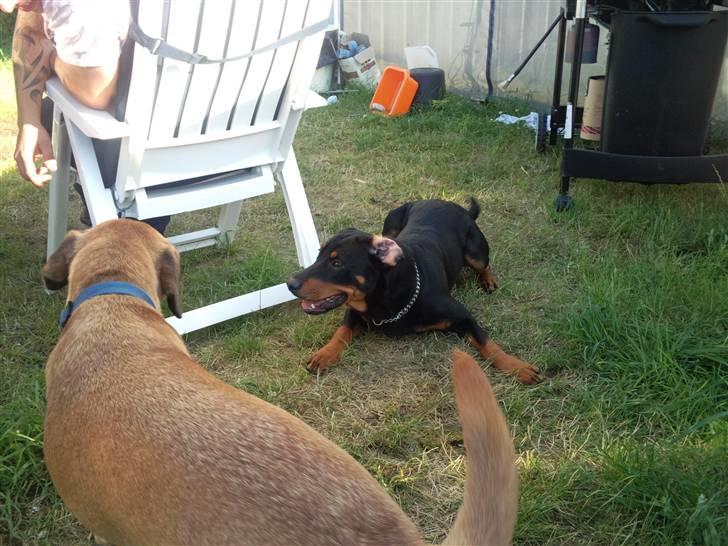 Blanding af racer zim sam billede 8