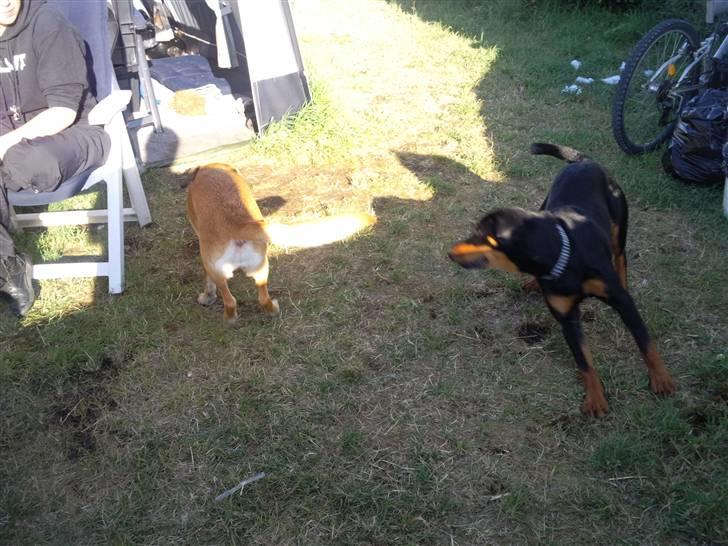 Blanding af racer zim sam billede 9