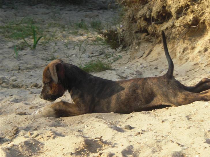 Amerikansk staffordshire terrier Deca billede 1