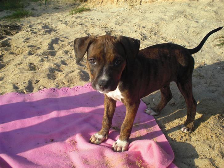 Amerikansk staffordshire terrier Deca billede 2