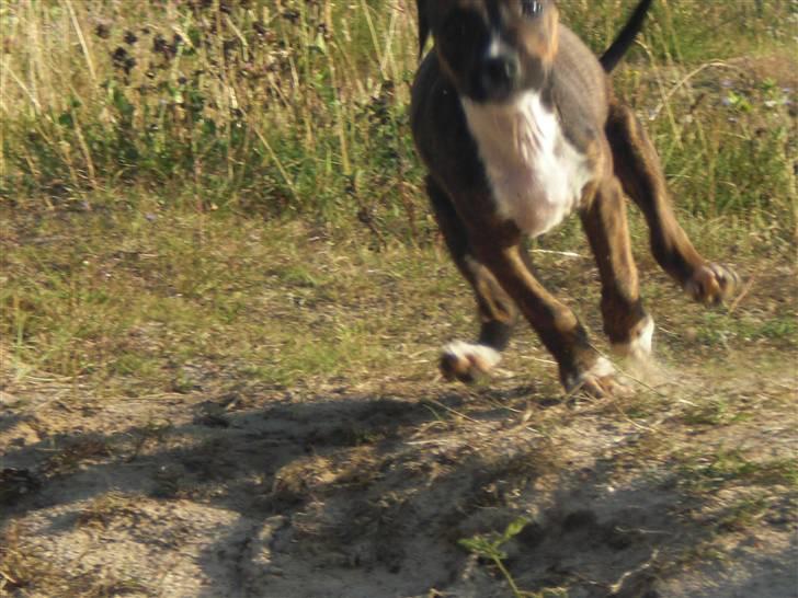 Amerikansk staffordshire terrier Deca billede 3