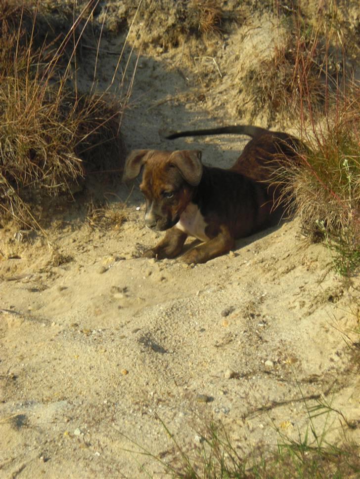 Amerikansk staffordshire terrier Deca billede 4