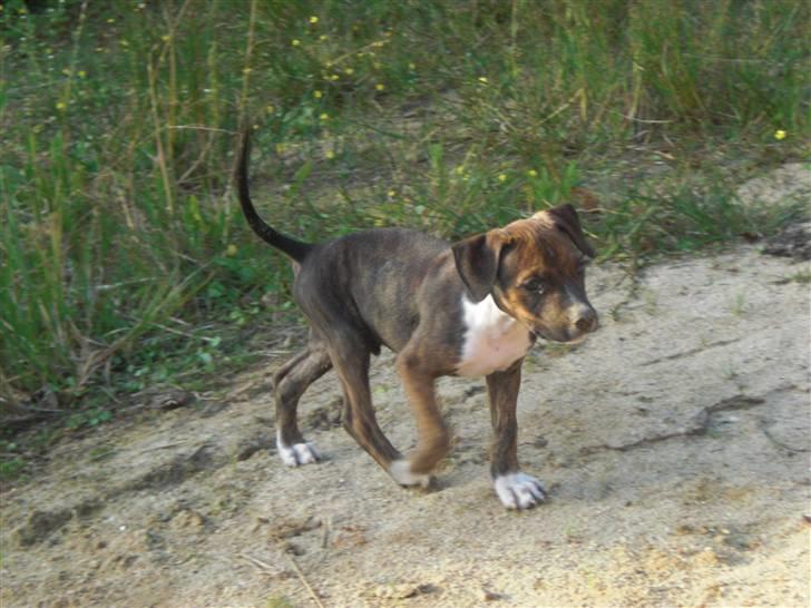 Amerikansk staffordshire terrier Deca billede 5