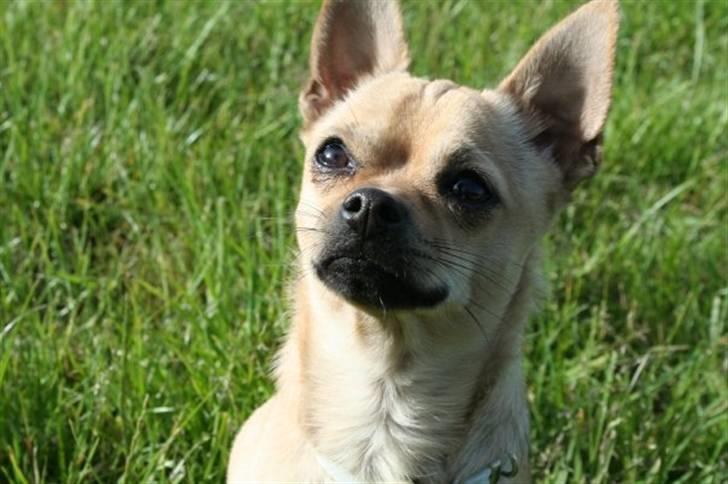 Chihuahua snøvsen - jeg vogter her! billede 1