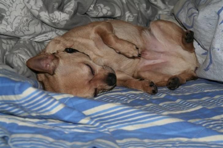 Chihuahua snøvsen - formiddagslur billede 2