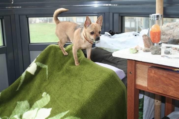 Chihuahua snøvsen - jo højere jo bedre billede 3