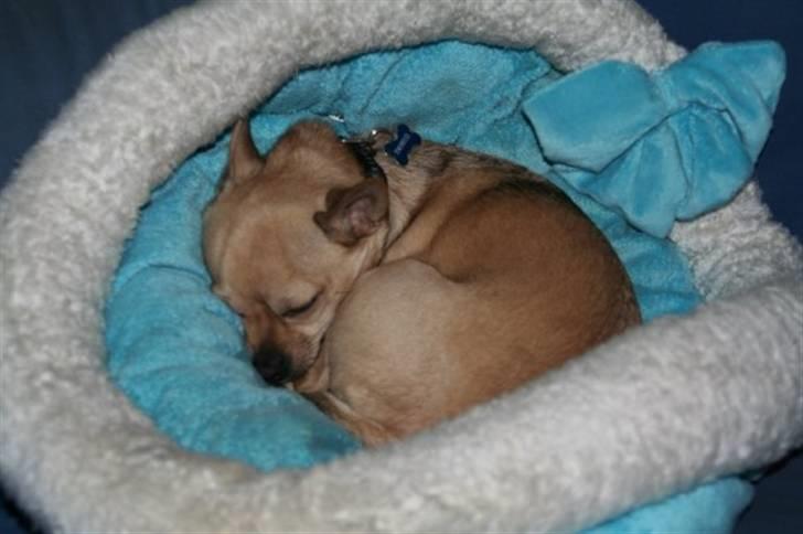 Chihuahua snøvsen - middagslur billede 4