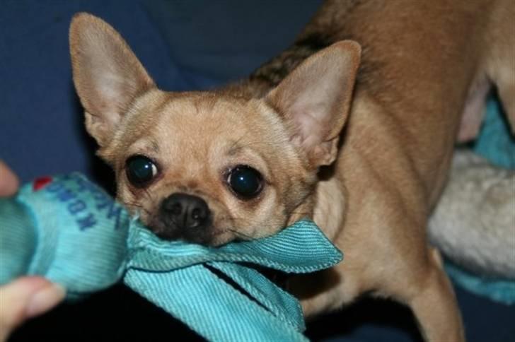 Chihuahua snøvsen - så er det legetid billede 5