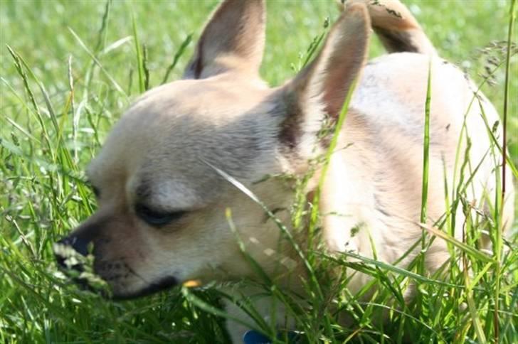 Chihuahua snøvsen -  jagt billede 6