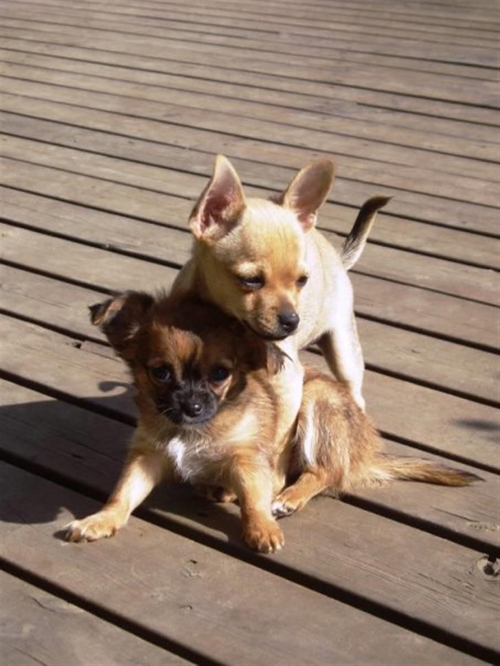 Chihuahua snøvsen - snøvs og lillesøster billede 7