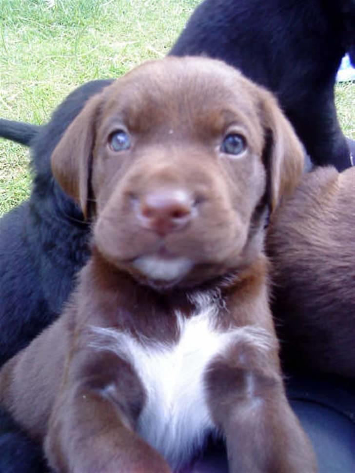 Blanding af racer Brownie - man kan da ikke være skønnere ;-) billede 1