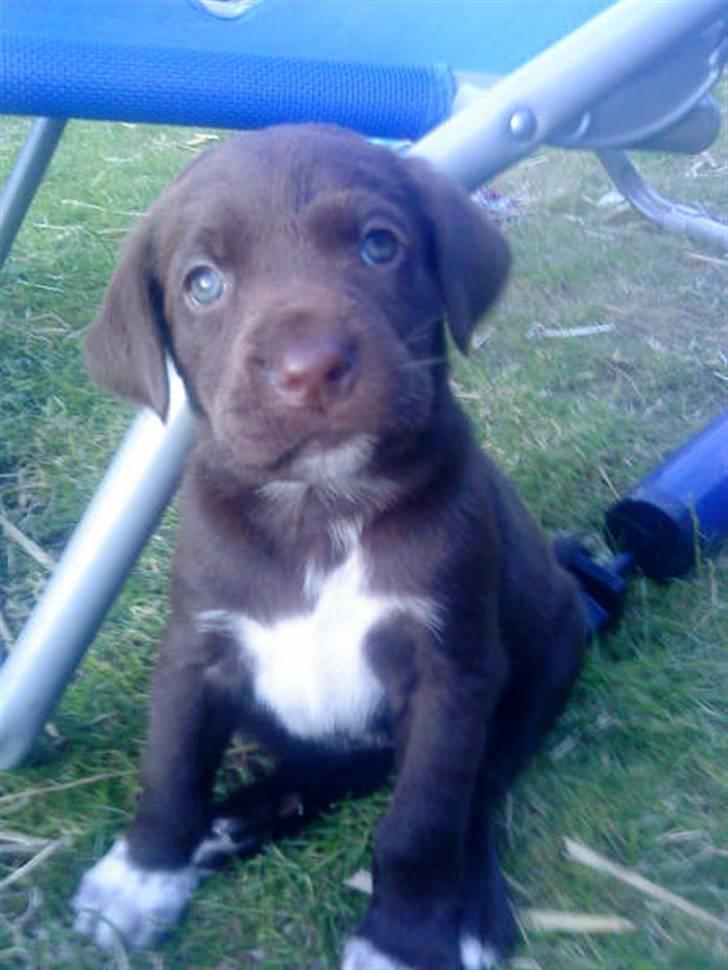 Blanding af racer Brownie billede 2