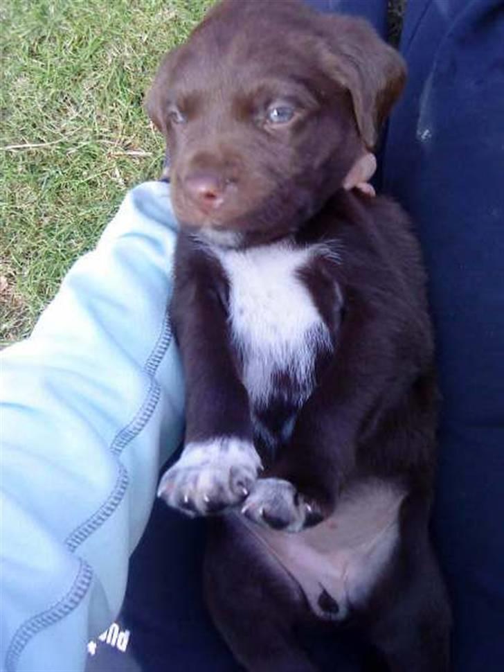 Blanding af racer Brownie billede 3