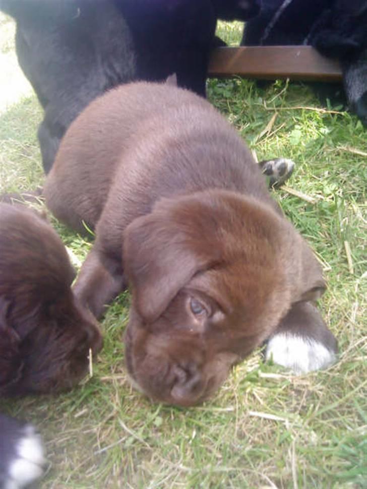 Blanding af racer Brownie billede 4