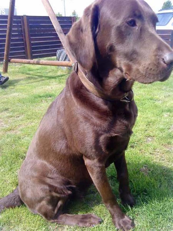 Blanding af racer Brownie - Mor: brun lab. billede 5