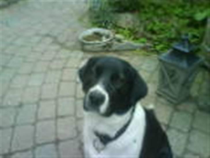 Blanding af racer Brownie - Far ½lab ½ malamute billede 6