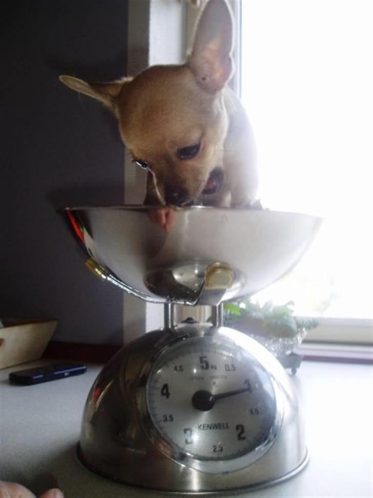 Chihuahua snøvsen - baby snøvs billede 8