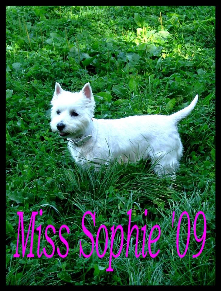 West highland white terrier Miss Sophie - " Du får lige et blink mor ;0)" billede 1