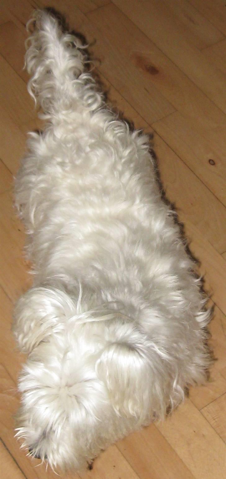 West highland white terrier Miss Sophie - "Ja, jeg ved godt, jeg er langhåret" billede 2