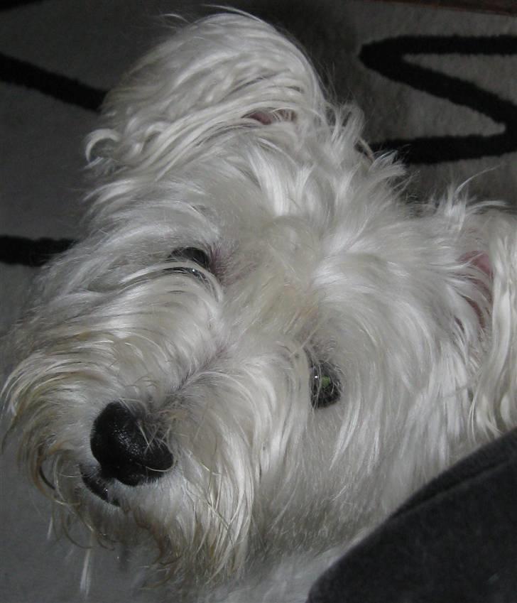 West highland white terrier Miss Sophie - "Skulle jeg se sød ud?" billede 3