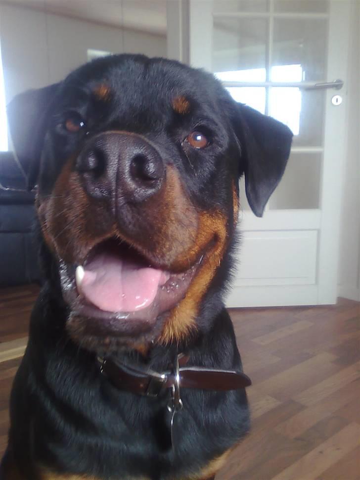 Rottweiler Max billede 1