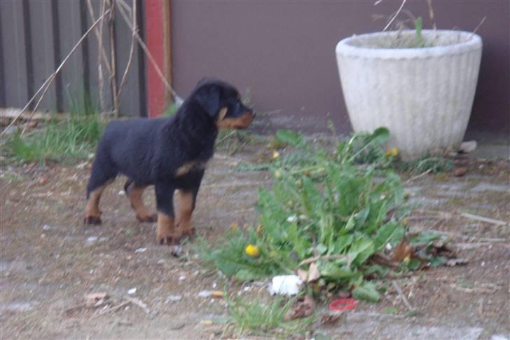 Rottweiler Max billede 2