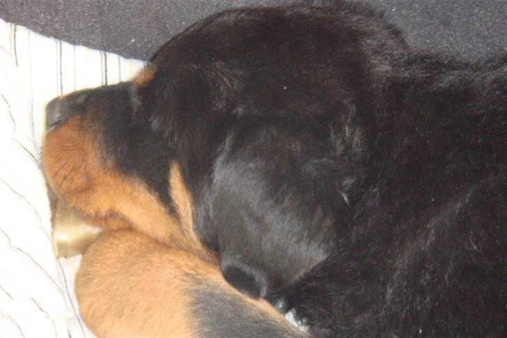Rottweiler Max - på vej hjem 8 uger gammel billede 3