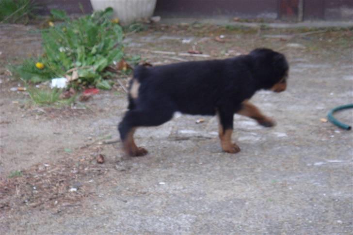 Rottweiler Max billede 4