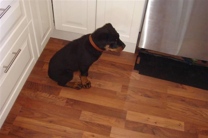 Rottweiler Max - sidder og håber på tabt mad hehe billede 5